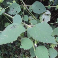 Anisomeles indica (L.) Kuntze